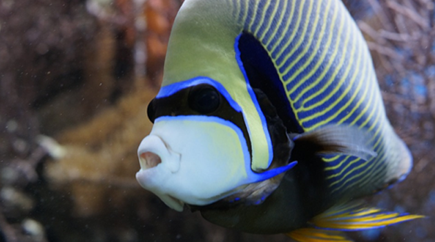 Peixe no fundo do aquário: 6 razões por que isso acontece - Agrosete