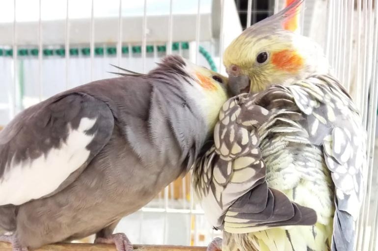O macho corteja a parceira - Acasalamento de calopsitas: quando a ave está apta para copular